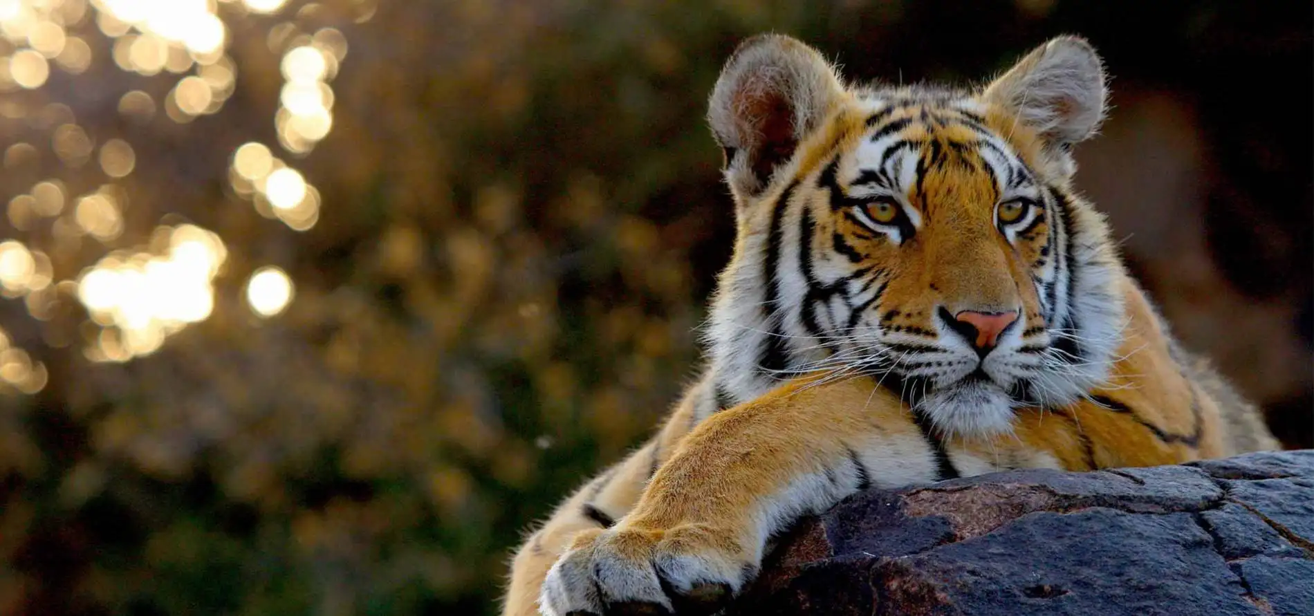 BARDIA JUNGLE SAFARI TOUR
