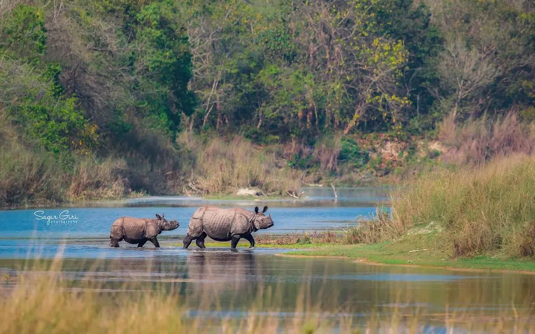 4 DAYS CHITWAN JUNGALE SAFARI TOUR